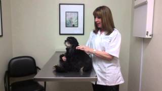 How to give an insulin injection to your pet [upl. by Oram]