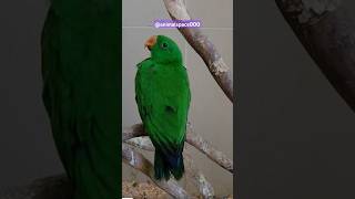 Moluccan eclectus Golden pheasant Redtailed black cockatoo Bird animalspace000 bird birdslover [upl. by Nyltac]