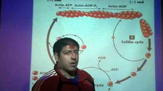 regulating actin filament formation [upl. by Aniryt]