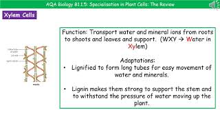 AQA Biology B115  Specialisations of Plant Cells [upl. by Kironde]