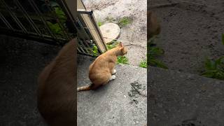 YUCK it’s a Hairball funny cat rescue [upl. by Ahsiekel815]