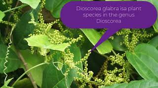 Dioscorea glabra [upl. by Ellennahs]