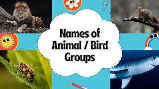 Animal  Bird Group Names  Collective noun for Animals  Birds  Group Names for Animals  Birds [upl. by Silsby]