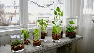 How to Make an Indoor Water Garden 🌿💦  Garden Answer [upl. by Westleigh]