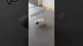 Shihtzu puppy potty training youtubeshorts dogbreed puppy dogtraining dog shortvideo [upl. by Swec]