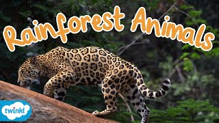 What Animals live in the Rainforest  Rainforest Animals for Kids [upl. by Desmond675]