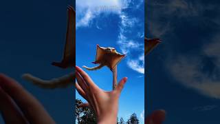 Flying squirrels can fly up to 500 feet away flyingsquirrels feed shorts [upl. by Ettenil]