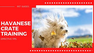 Havanese Dog Crate TrainingEffective Tips [upl. by Bergmann679]