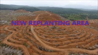 Oil Palm Replanting Area [upl. by Ymeraj]