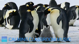 Relaxing Music For Elementary Classroom  Snow Animals  Calming classroom music for children [upl. by Browne]