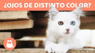 ¿Por qué hay GATOS con los OJOS de DOS COLORES 🐱👀 Heterocromía en gatos [upl. by Mccollum]