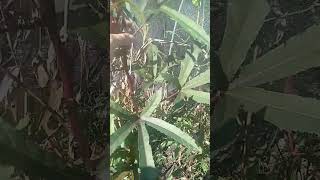 Okra going to seed before frost comes notill garden claysoil gardening landracegardening [upl. by Stacee]