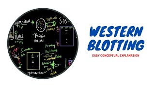 Western Blotting  Mechanism  Concepts in Genetic Engineering  Biotech 701 [upl. by Oxley137]