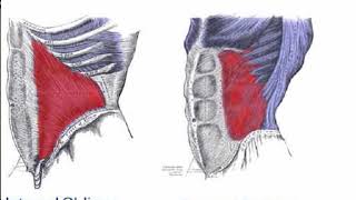 Two Minutes of Anatomy Internal amp External Obliques [upl. by Frida848]