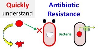 Antibiotic resistance [upl. by Idou636]