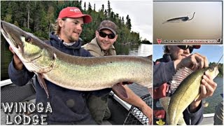 Lac Seul Pretty Musky amp Healthy Walleye  Uncut Angling  September 16 2013 [upl. by Lilahk843]