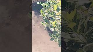 Nokia 1 Pro Max Zoom is so amazing [upl. by Nogam354]