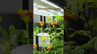 The Blooming Beauty of Marigold  20 Seconds of Tagetes Erecta in Bloom [upl. by Ashlan]