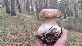 BOLETUS EDULIS MADRID 26102024 SEGUIMOS [upl. by Kreindler]