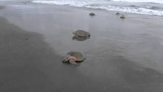 Turtles Arriving at Ostional National Park [upl. by Emelyne]