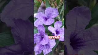 Mexican Petunia flowertrending shortvideo shorts gardenplant [upl. by Marrilee]