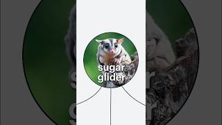 Everything you need to know about sugargliders [upl. by Vivia751]