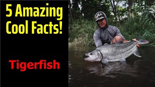 5 Fascinating Facts About Tigerfish [upl. by Isiad]