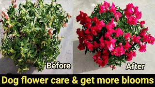 Dog flower care tip amp get more flowersSnapdragon plantडाॅग फ्लावर पर ज्यादा फूल पाने का तरीका [upl. by Ynnej]