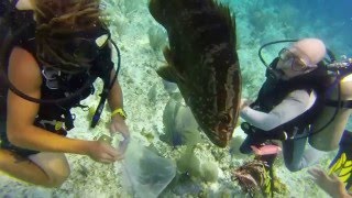 Grouper Eats Lionfish [upl. by Chrisoula570]