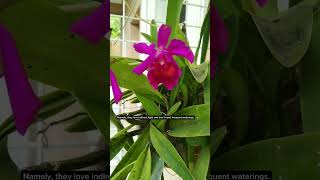 Cattleya Orchid plants beautifulflowers shortsvideo [upl. by Stenger505]