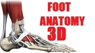 Foot Muscles Anatomy part 22 [upl. by Figone832]