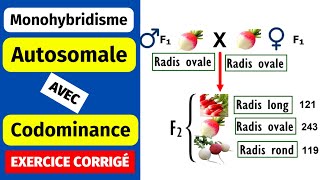 ✅Génétique des diploïdes Monohybridisme autosomal avec codominance [upl. by Aisset770]