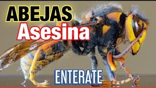 ABEJAS ASESINAS LLEGAN A ESTADOS UNIDOS Y LATINO AMERICAS [upl. by Stieglitz720]