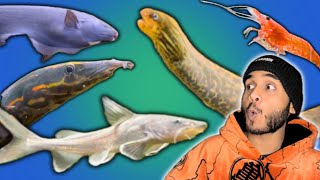 All My Fish in One Video [upl. by Rolanda266]