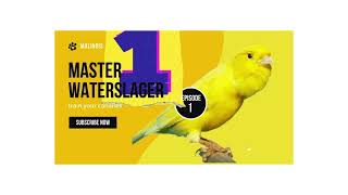 Malinois Waterslager Canary Training Song Master وتر سلاجر [upl. by Yeoz]