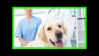 Analdrüsenentzündung beim Hund Ursachen und Diagnose [upl. by Riordan452]