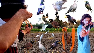 Village cooking Bird hunting with slingshot handmade [upl. by Yerahcaz299]