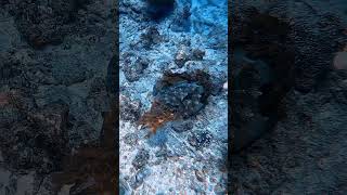 Cuttlefish scubadiving gopro scuba underwater travel bali scubadiving indonesia ocean [upl. by Akerahs]