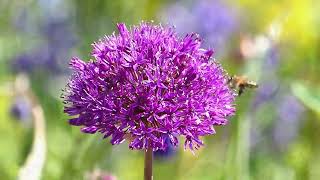 What3Plants 3  Camassia esculenta Allium Purple Sensation and Aquilegia vulgaris [upl. by Gena]