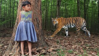 tiger attack man in the forest  tiger attack in jungle royal bengal tiger attack [upl. by Nanor]