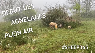 Début des AGNELAGES plein air MAI 2020 [upl. by Daniell]