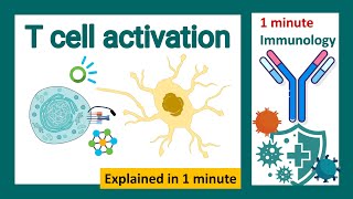 T cell activation explained in 1 minute  immunology in 1 minute [upl. by Deeraf]