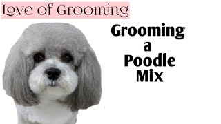 Grooming a Poodle Mix  Time Lapsed Dog Grooming [upl. by Kreg958]