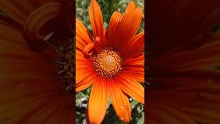 Gazania big flower 💛888🤩🌼🌿nature trending explore [upl. by Liuqa]