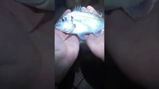 LRF • Baby Glithead Breams CampR fishing shorts seabream catchandrelease lrf ψάρεμα bream fish [upl. by Luapleahcim828]