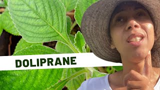 🌱Guide complet sur le Plectranthus barbatus Doliprane [upl. by Rhody]