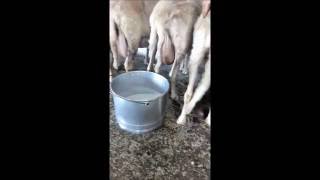 Milking Sheep  Mullidura de brebei [upl. by Duwad]