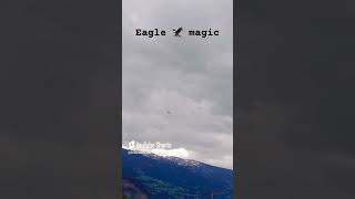 eagle 2024 shorts austria respectanimals nicemoments [upl. by Doro]