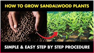 How to grow SANDALWOOD TREE from Seed at Home  How to Germinate Sandalwood seed at Home [upl. by Josi]