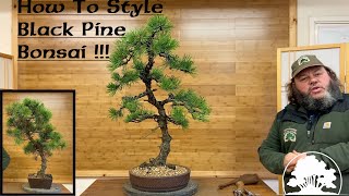 How to style Black Pine Bonsai  Greenwood Bonsai [upl. by Ainniz674]